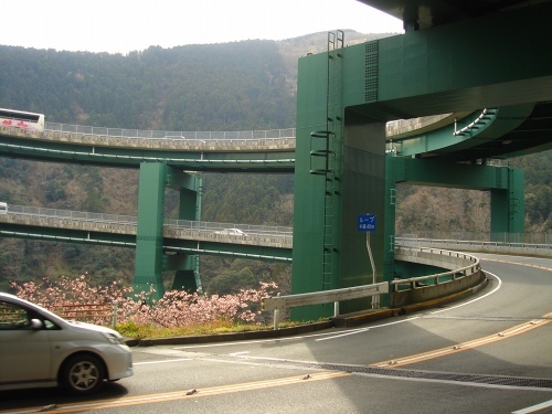 ループ橋と咲きかけの河津桜