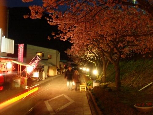 河津駅前のライトアップ夜桜