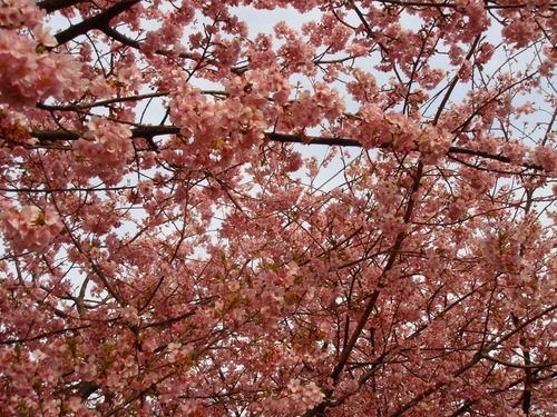 満開の河津桜！